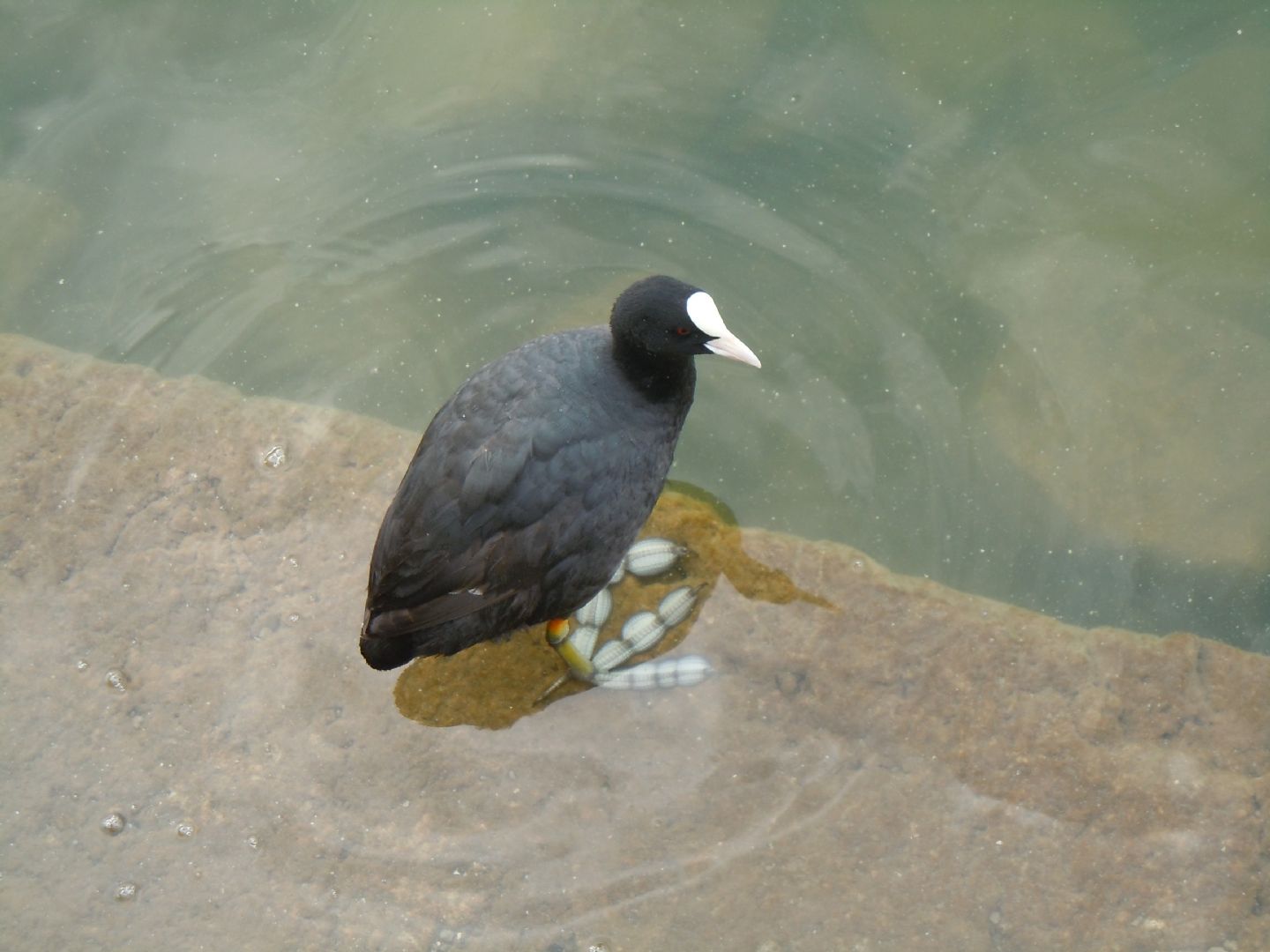 Pulli di folaga dal lago D''Averno